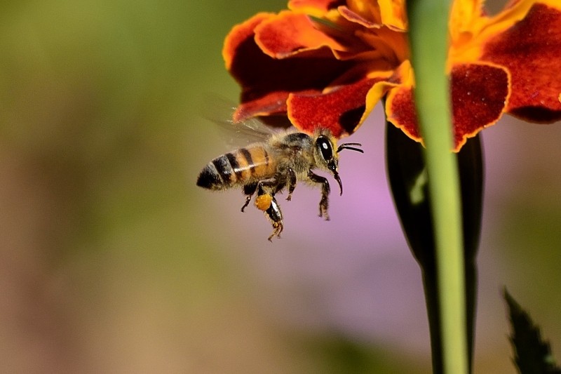 bee-sting-honey-bee-wings-honey-bees-insect.jpg